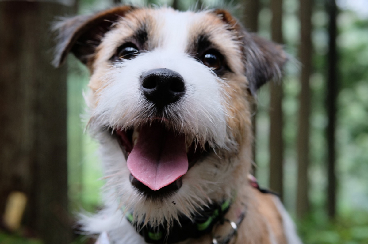 ワンコの森あそび Wanslaugh 公式webサイト 森 犬 の無限の力を信じて 明るい未来づくりをめざします