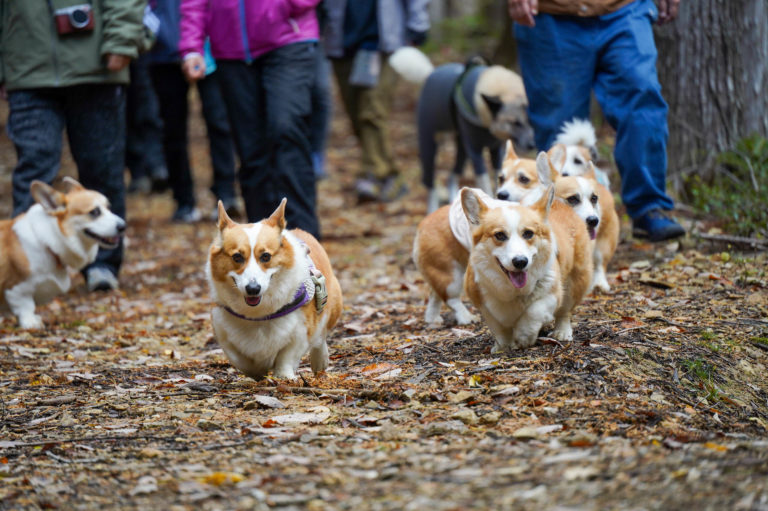 WansLaugh（ワンズ・ラフ）2025秋冬プランイメージ写真3