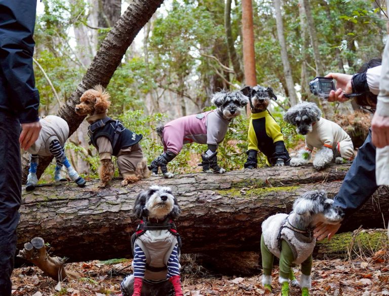 WansLaugh（ワンズ・ラフ）2026早春プランイメージ写真