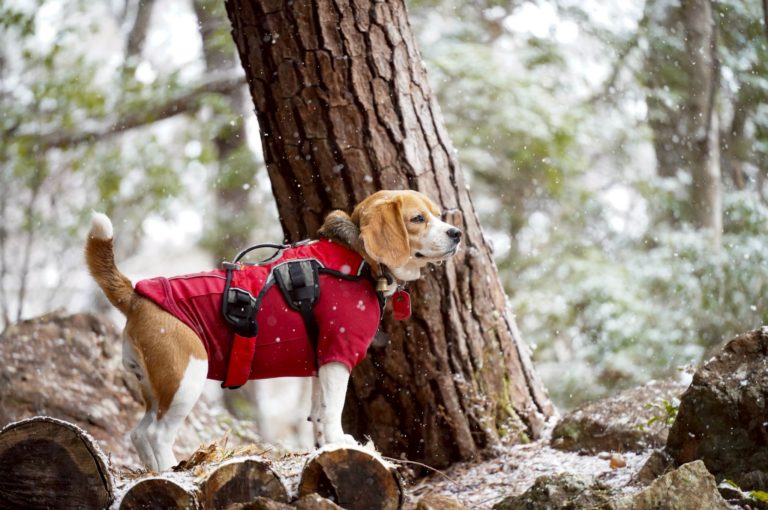 WansLaugh（ワンズ・ラフ）2026早春プランイメージ写真