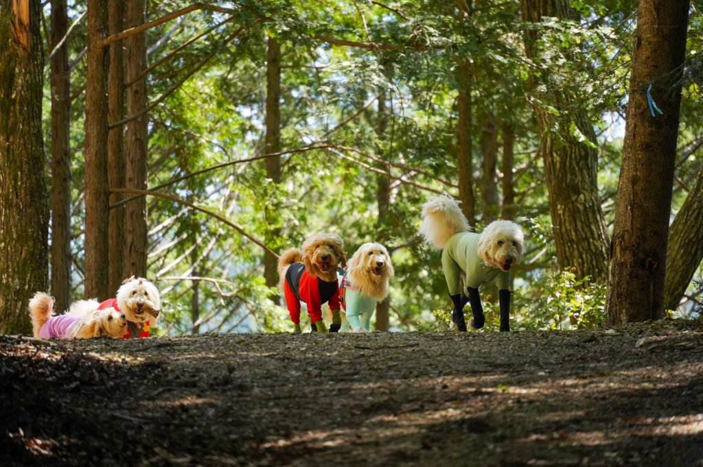 WansLaugh(ワンズ・ラフ)2026春・初夏プランイメージ写真