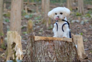 ワンコの森あそび ハイキングコースイメージ写真