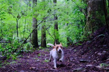 ワンコの森あそび ハイキングコースイメージ写真