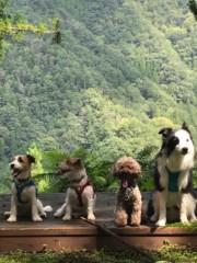 ワンコの森あそび ハイキングコースイメージ写真