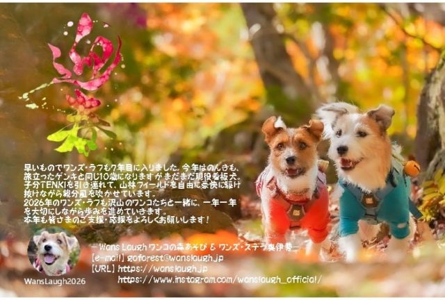 ワンコの森あそび - WansLaugh 公式WEBサイト | ワンズ・ラフ『森×犬』